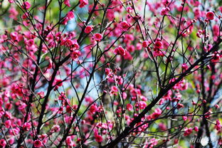 2015年1月11日攀枝花公園徒步賞梅活動紀實