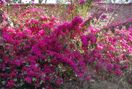 攀枝花之春 一座鋼城的花開(kāi)與新生